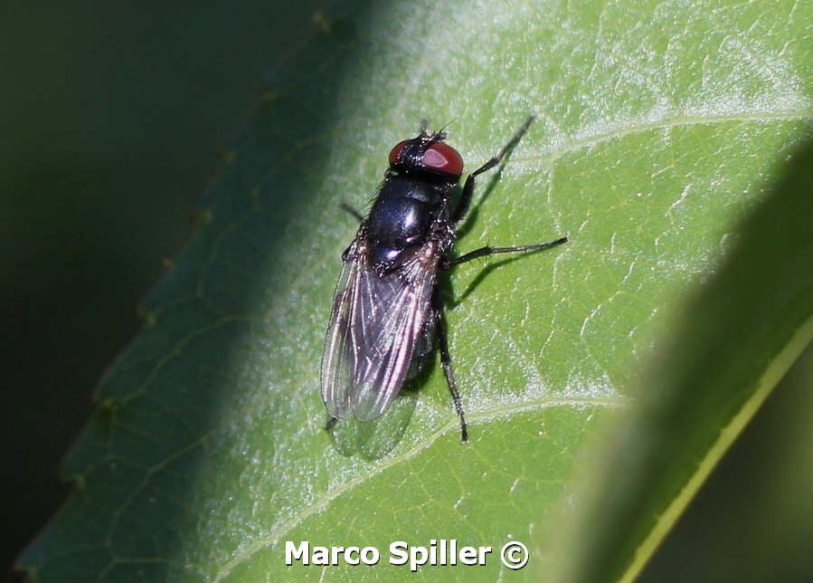 Mosca nero-bluastra: Hydrotaea cf ignava - Muscidae